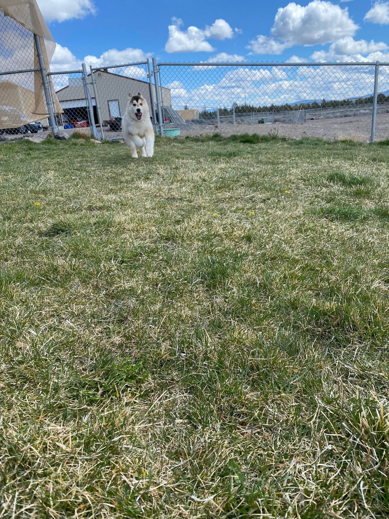 Dali, an adoptable Husky in Prineville, OR, 97754 | Photo Image 2