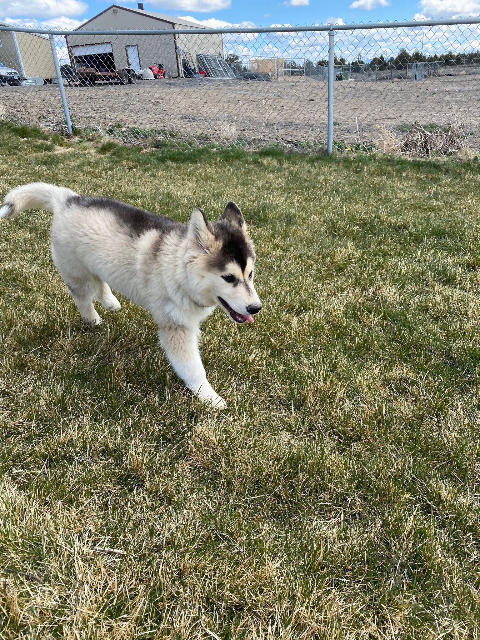 Dali, an adoptable Husky in Prineville, OR, 97754 | Photo Image 3