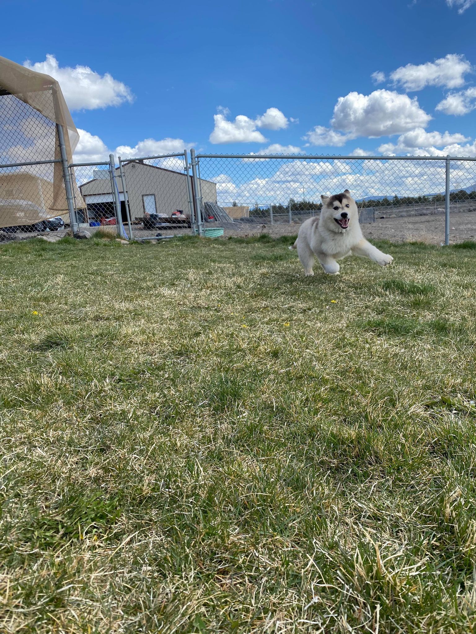 Dali, an adoptable Husky in Prineville, OR, 97754 | Photo Image 4