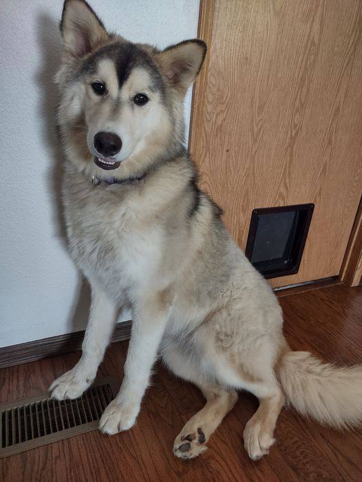 Dali, an adoptable Husky in Prineville, OR, 97754 | Photo Image 6