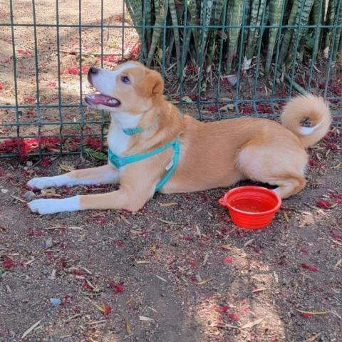Kira, an adoptable Spaniel Mix in San Diego, CA_image-4