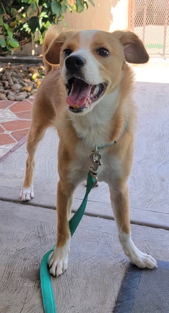 Kira, an adoptable Spaniel Mix in San Diego, CA_image-1