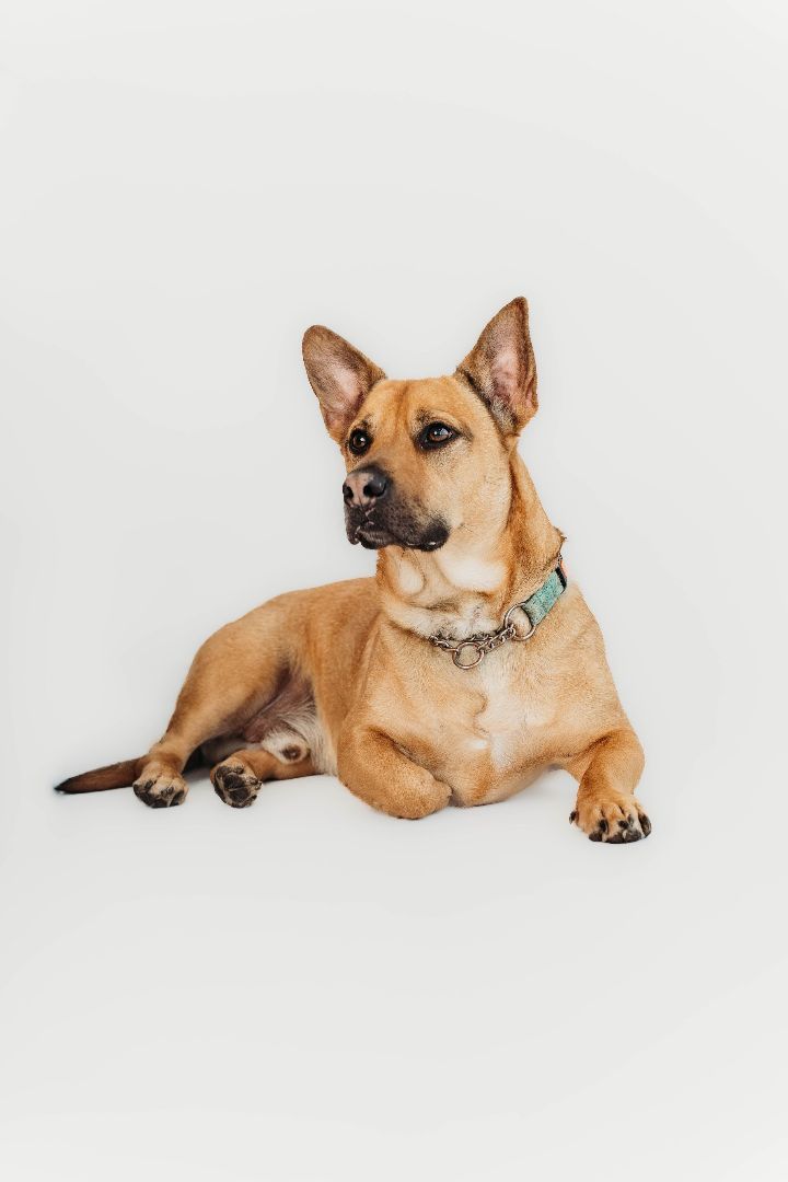 Jack, an adoptable Mixed Breed in De Pere, WI, 54115 | Photo Image 3