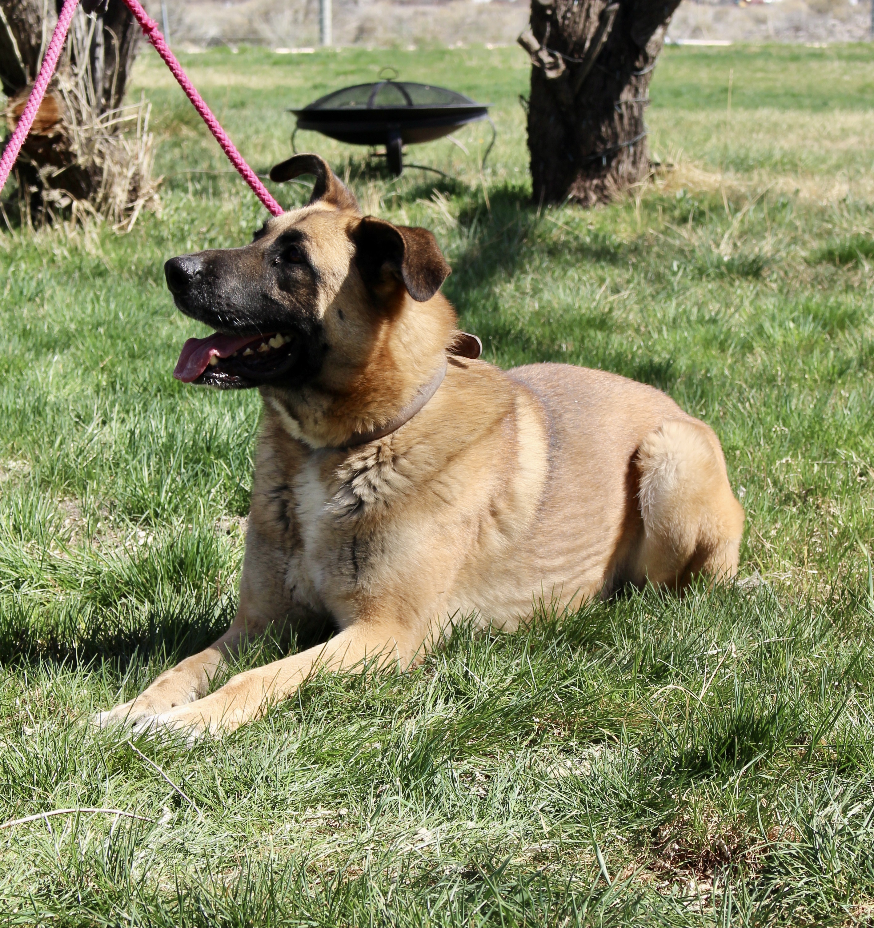 Teddy, an adoptable German Shepherd Dog in Grantsville, UT, 84029 | Photo Image 1