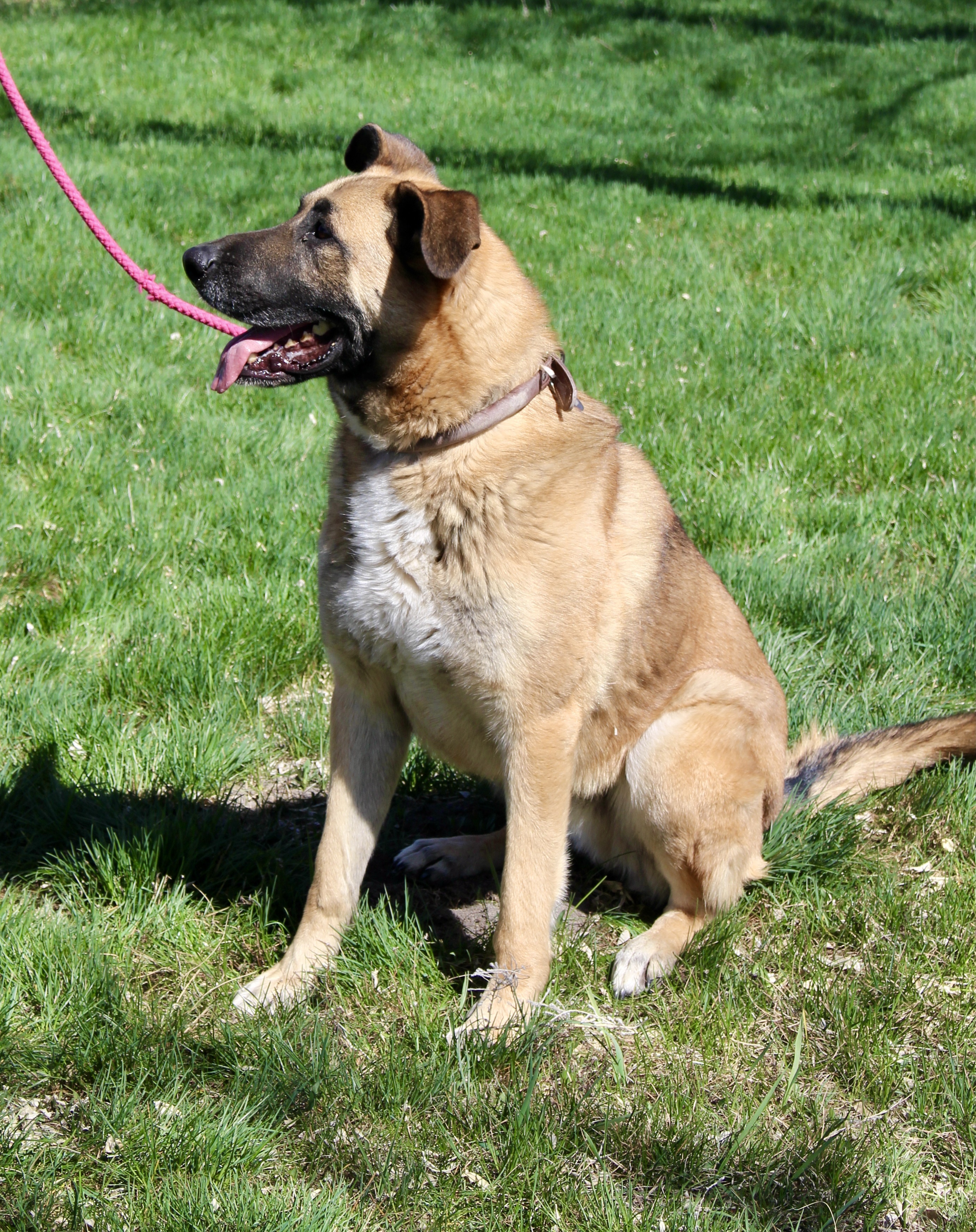 Teddy, an adoptable German Shepherd Dog in Grantsville, UT, 84029 | Photo Image 2