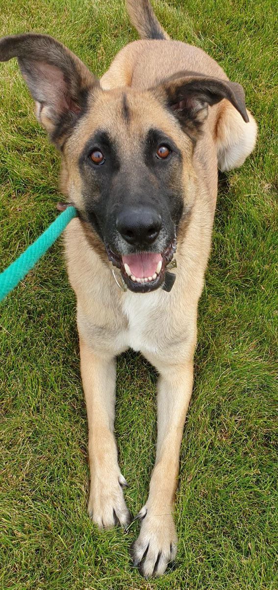 Teddy, an adoptable German Shepherd Dog in Grantsville, UT, 84029 | Photo Image 3