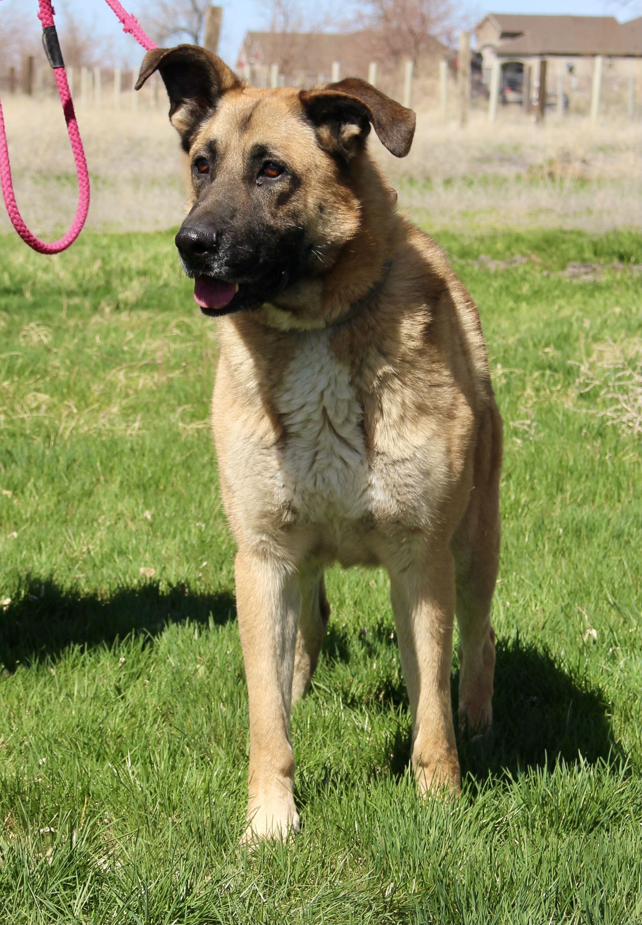 Teddy, an adoptable German Shepherd Dog in Grantsville, UT, 84029 | Photo Image 4
