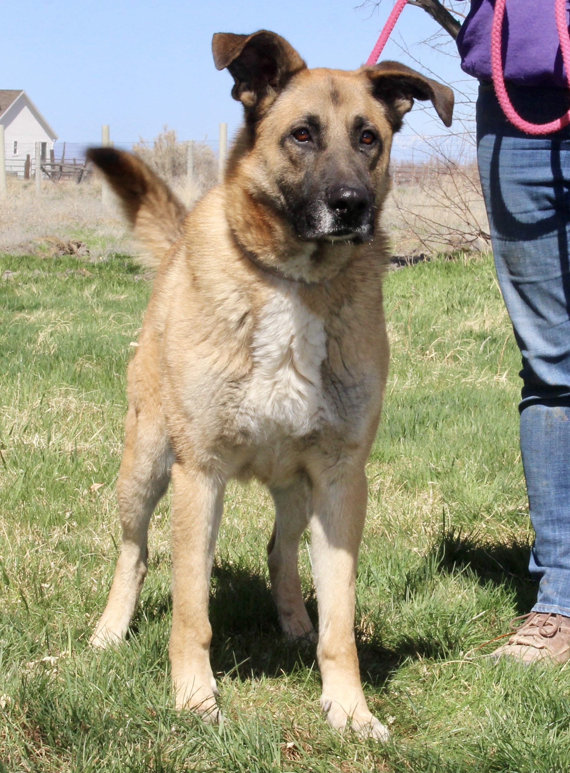 Teddy, an adoptable German Shepherd Dog in Grantsville, UT, 84029 | Photo Image 5
