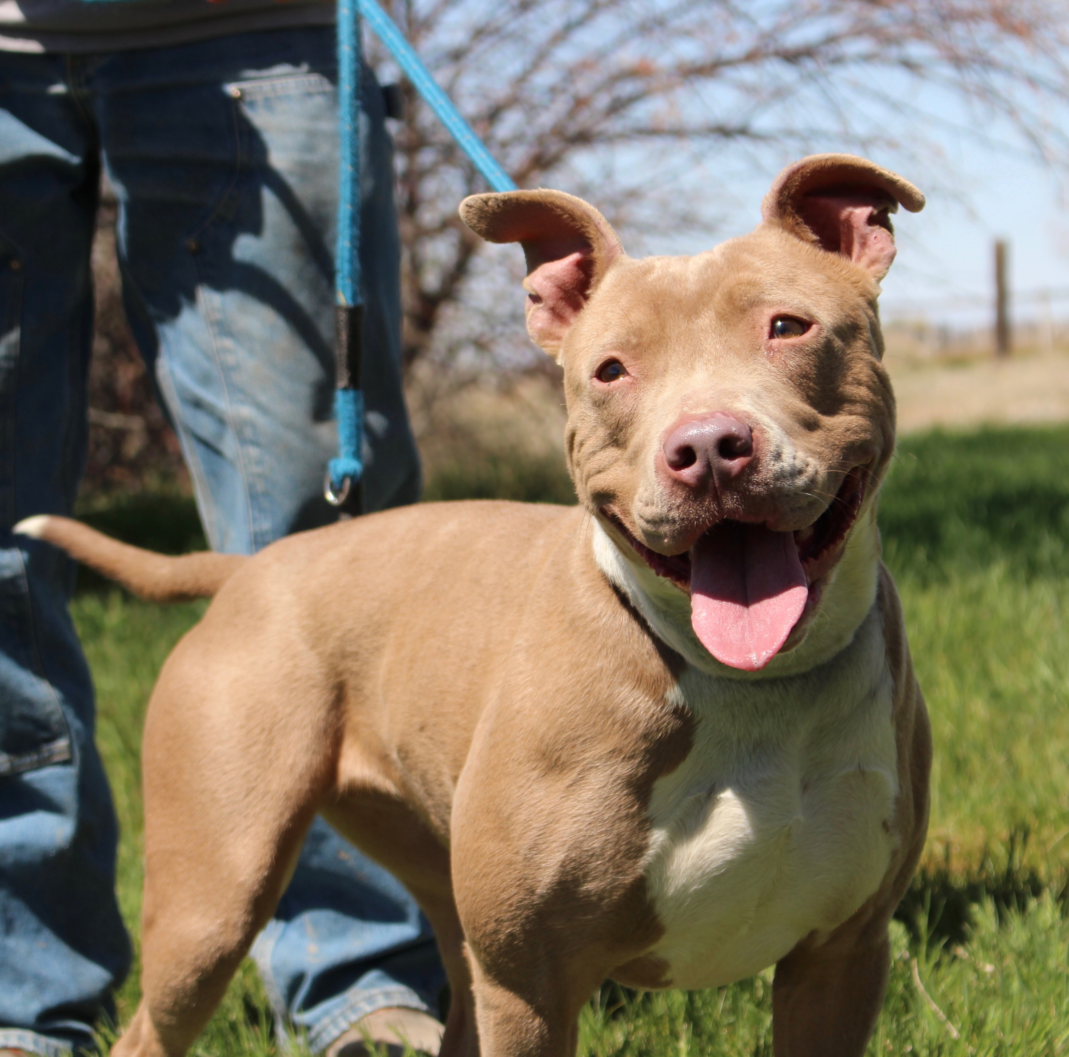 Pebbles, an adoptable American Staffordshire Terrier in Grantsville, UT, 84029 | Photo Image 1