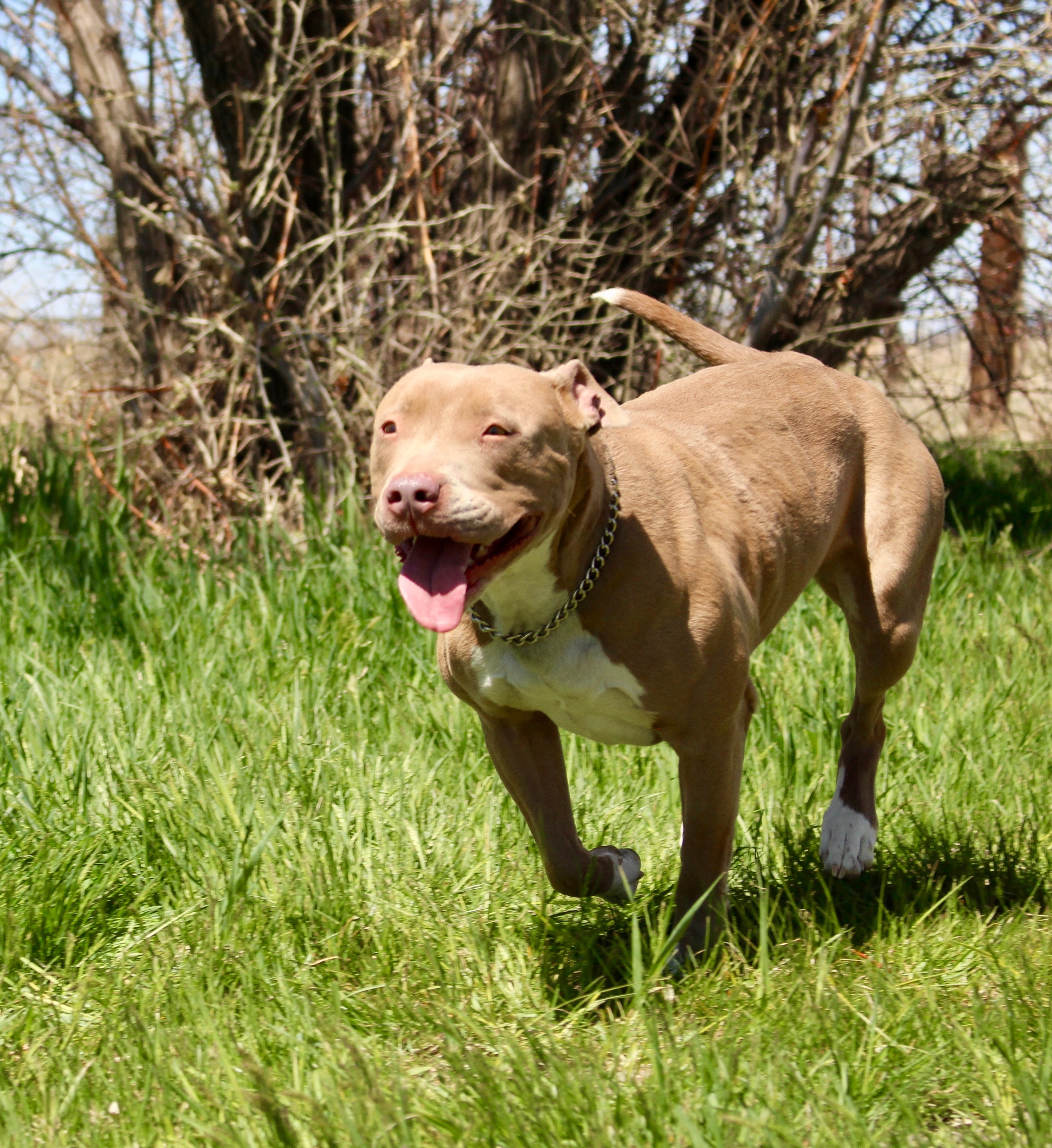 Pebbles, an adoptable American Staffordshire Terrier in Grantsville, UT, 84029 | Photo Image 2