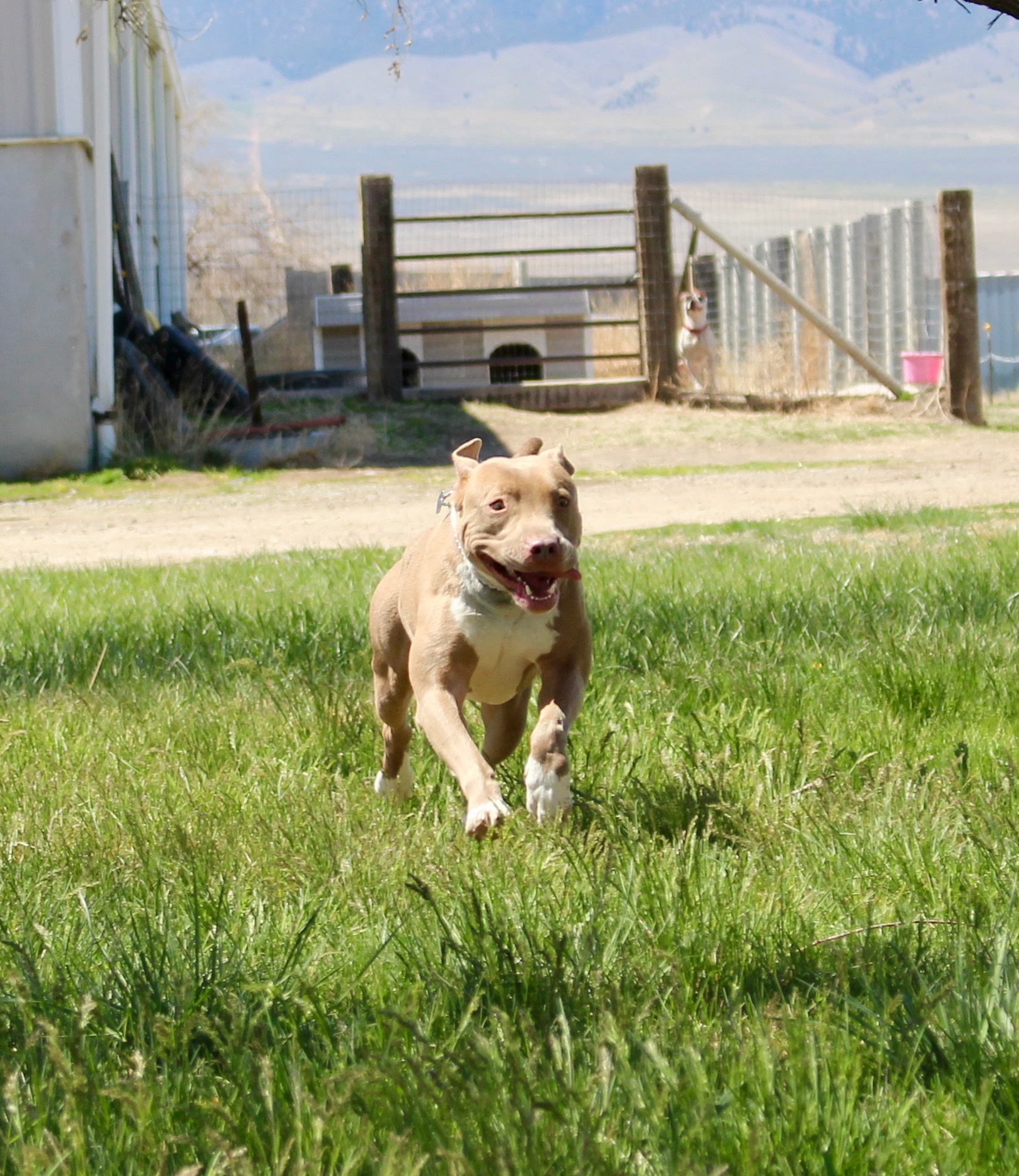 Pebbles, an adoptable American Staffordshire Terrier in Grantsville, UT, 84029 | Photo Image 3