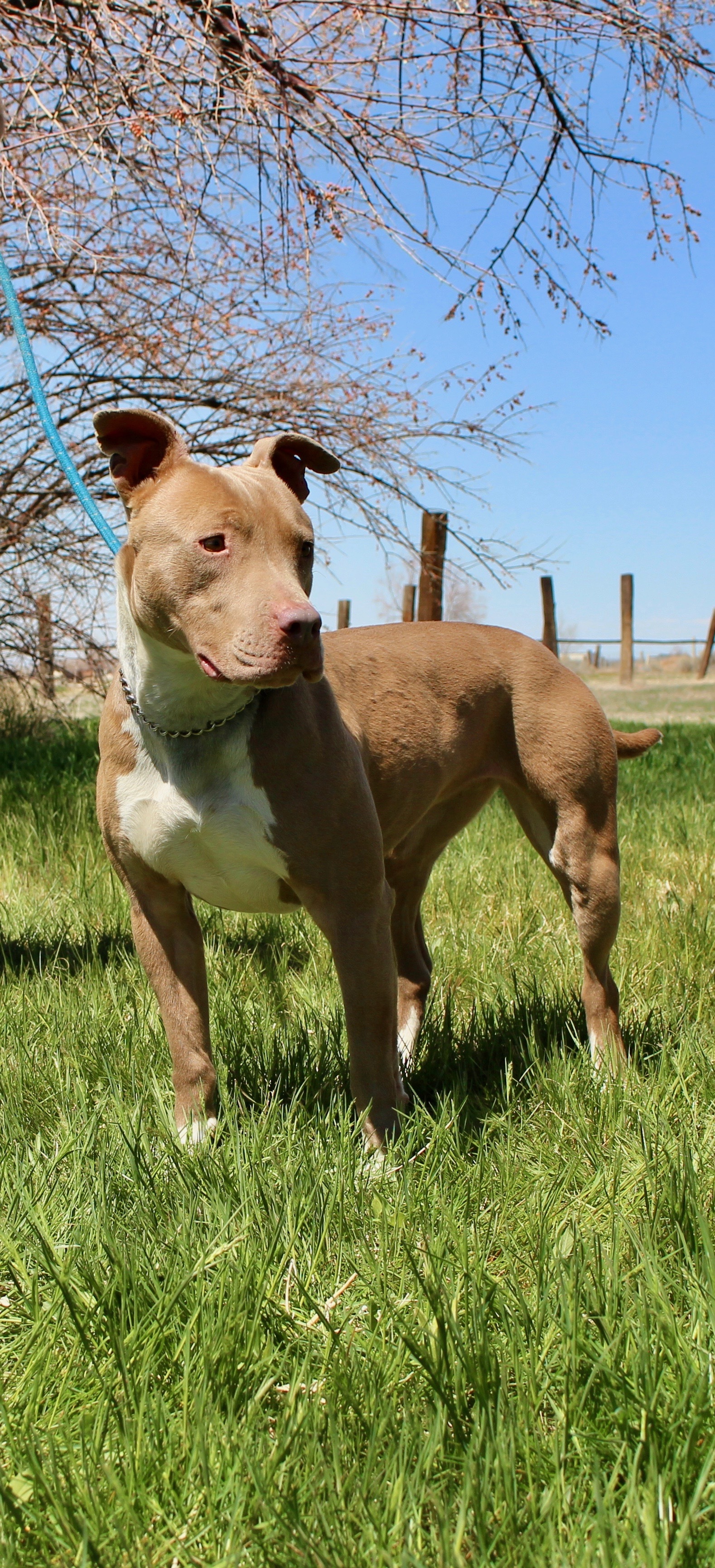 Pebbles, an adoptable American Staffordshire Terrier in Grantsville, UT, 84029 | Photo Image 4