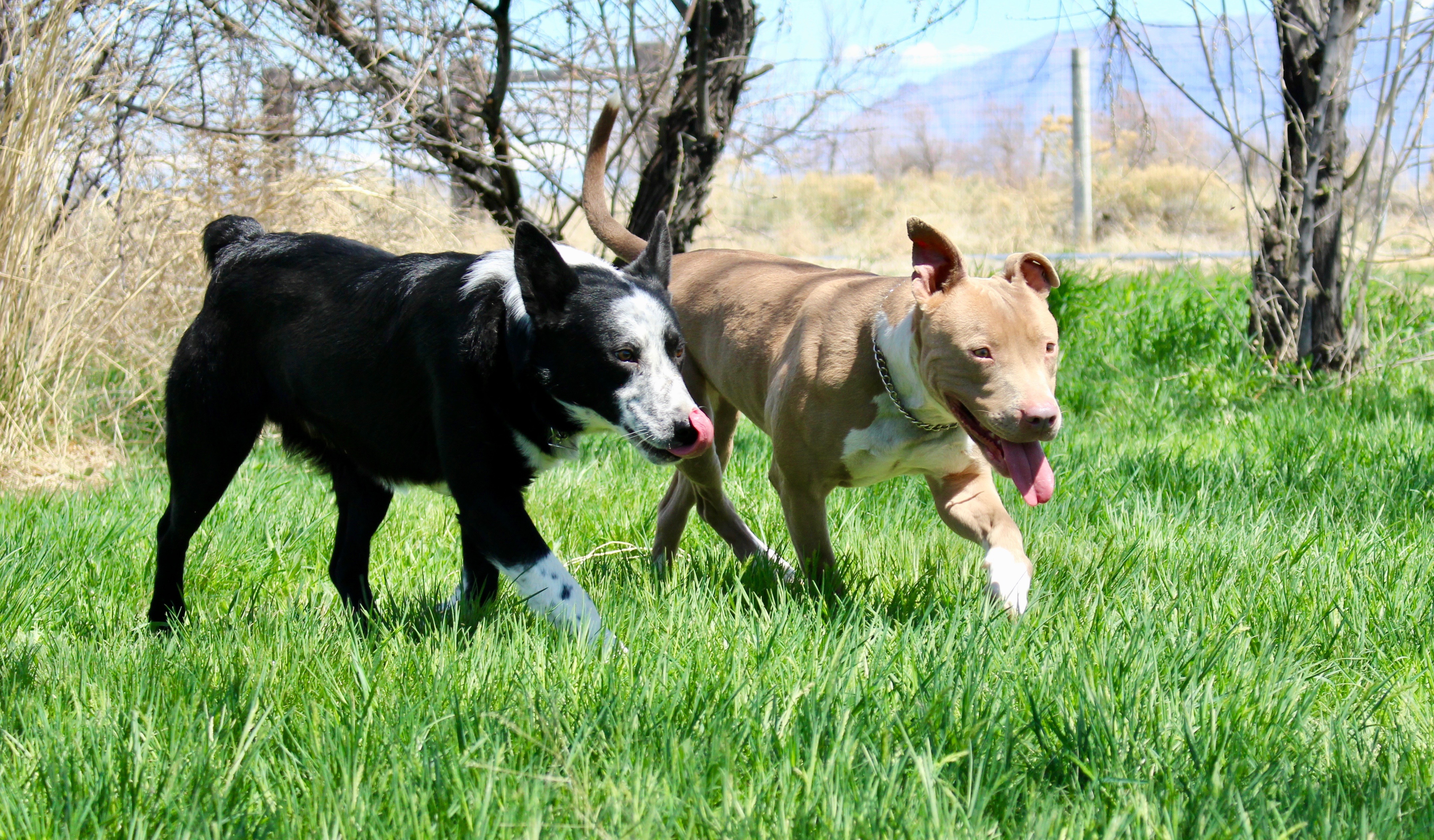 Pebbles, an adoptable American Staffordshire Terrier in Grantsville, UT, 84029 | Photo Image 5