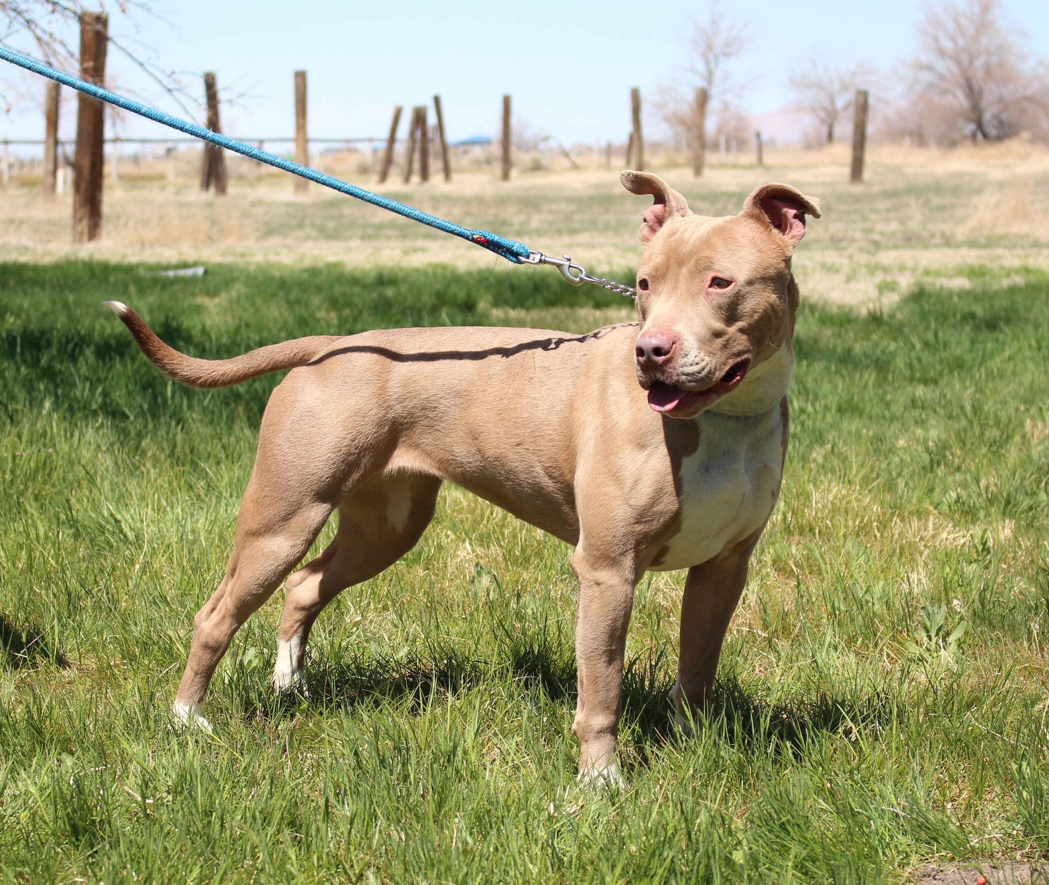 Pebbles, an adoptable American Staffordshire Terrier in Grantsville, UT, 84029 | Photo Image 6