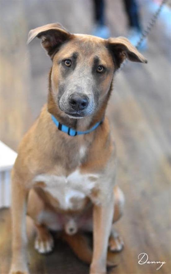 DANNY, an adoptable Labrador Retriever Mix in Conroe, TX_image-1