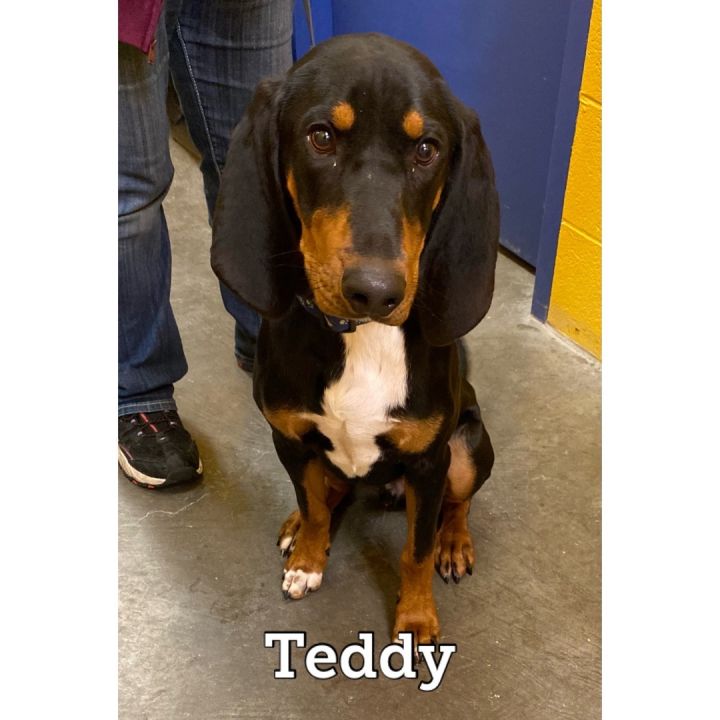 Teddy, an adopted Coonhound in Waynesburg, PA_image-1