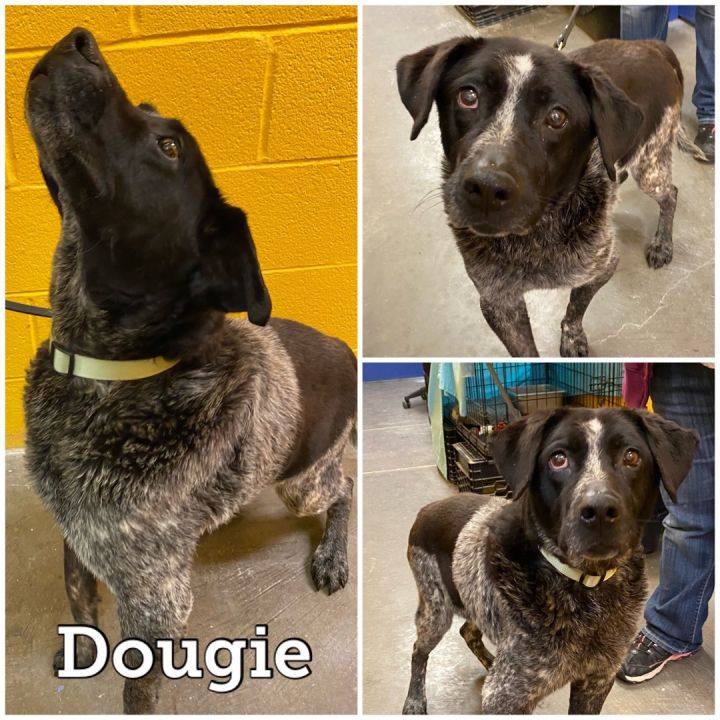 Dougie , an adoptable Cattle Dog Mix in Waynesburg, PA_image-1