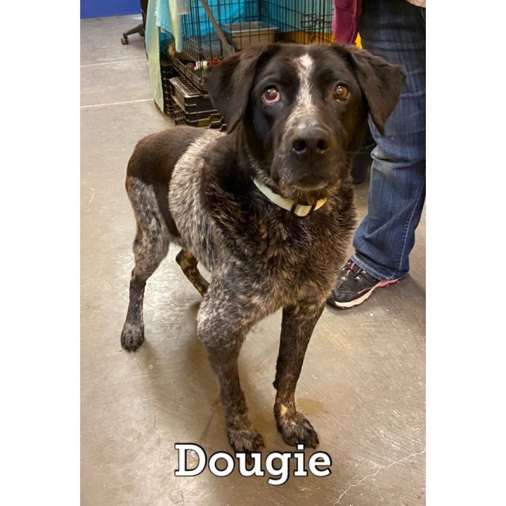 Dougie , an adoptable Cattle Dog Mix in Waynesburg, PA_image-2