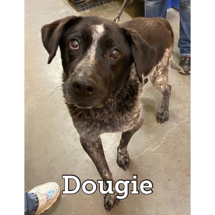 Dougie , an adoptable Cattle Dog Mix in Waynesburg, PA_image-3