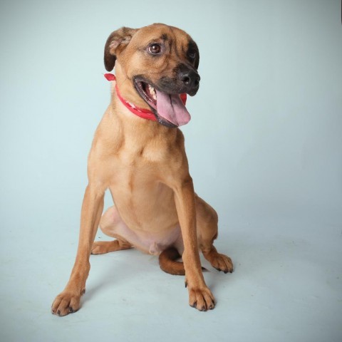 Simon, an adoptable Mixed Breed in Guaynabo, PR, 00969 | Photo Image 1