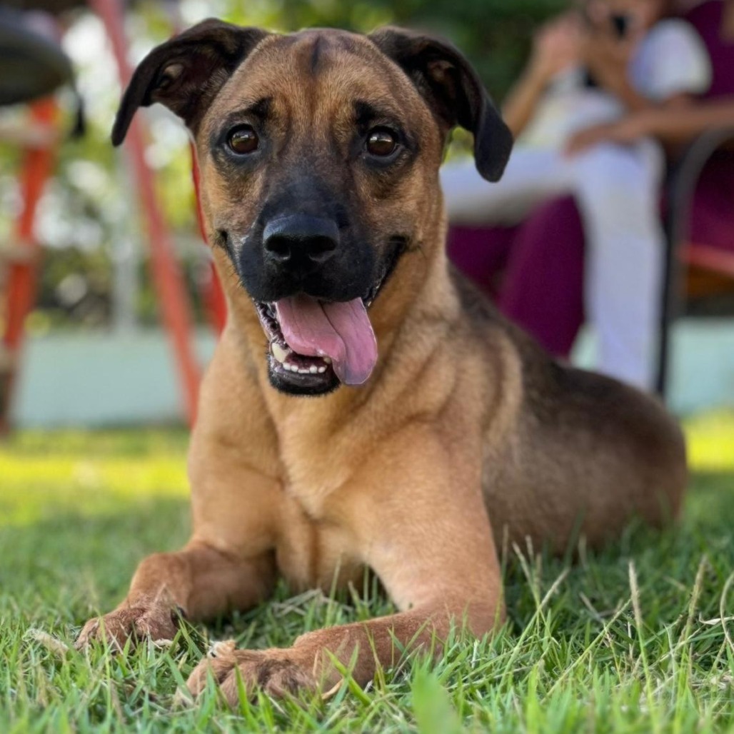 Simon, an adoptable Mixed Breed in Guaynabo, PR, 00969 | Photo Image 1