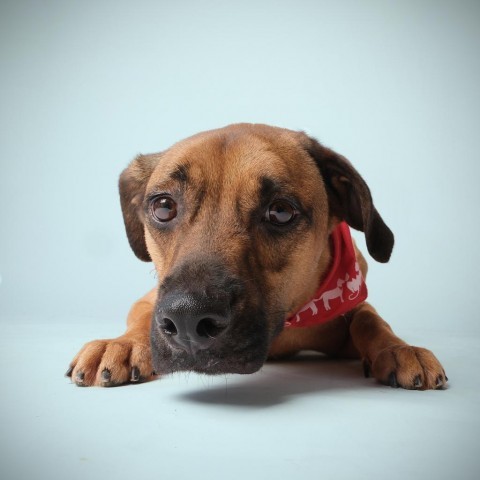 Simon, an adoptable Mixed Breed in Guaynabo, PR, 00969 | Photo Image 2