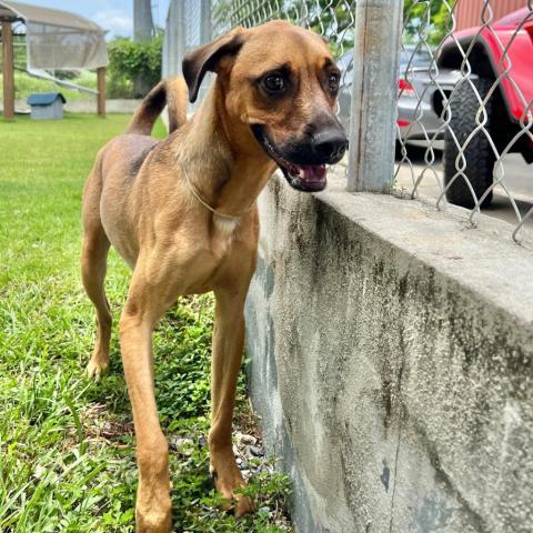 Simon, an adoptable Mixed Breed in Guaynabo, PR, 00969 | Photo Image 4