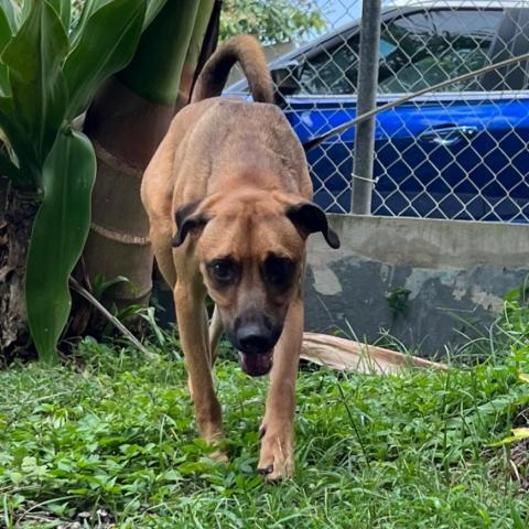 Simon, an adoptable Mixed Breed in Guaynabo, PR, 00969 | Photo Image 5