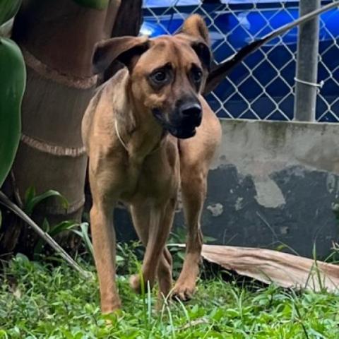 Simon, an adoptable Mixed Breed in Guaynabo, PR, 00969 | Photo Image 6