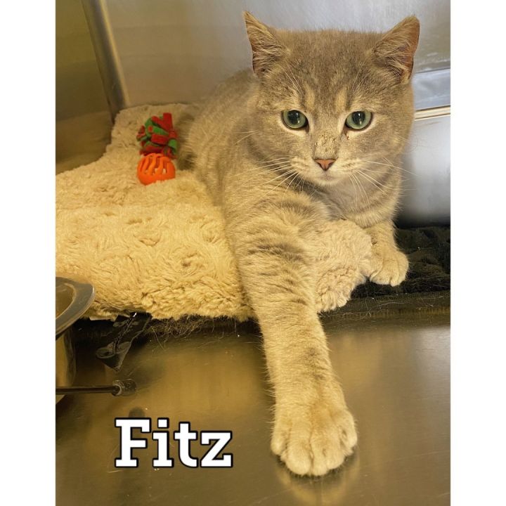 Fitz 1