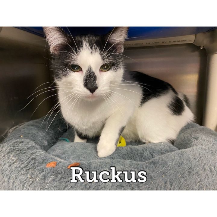 Ruckus, an adopted Domestic Short Hair in Waynesburg, PA_image-1