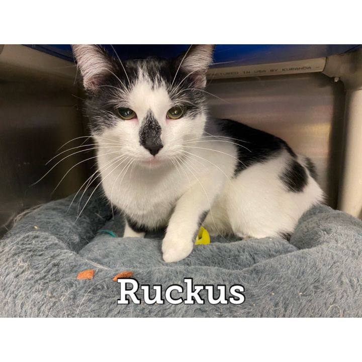 Ruckus 1