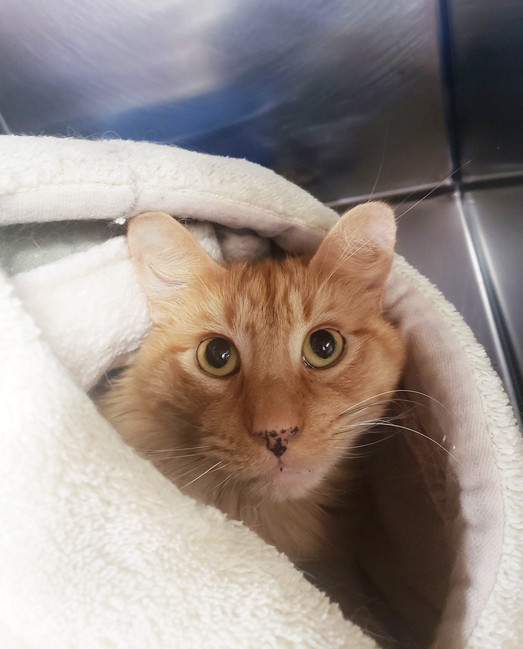 Walt, an adoptable Domestic Long Hair in Cuyahoga Falls, OH, 44222 | Photo Image 1