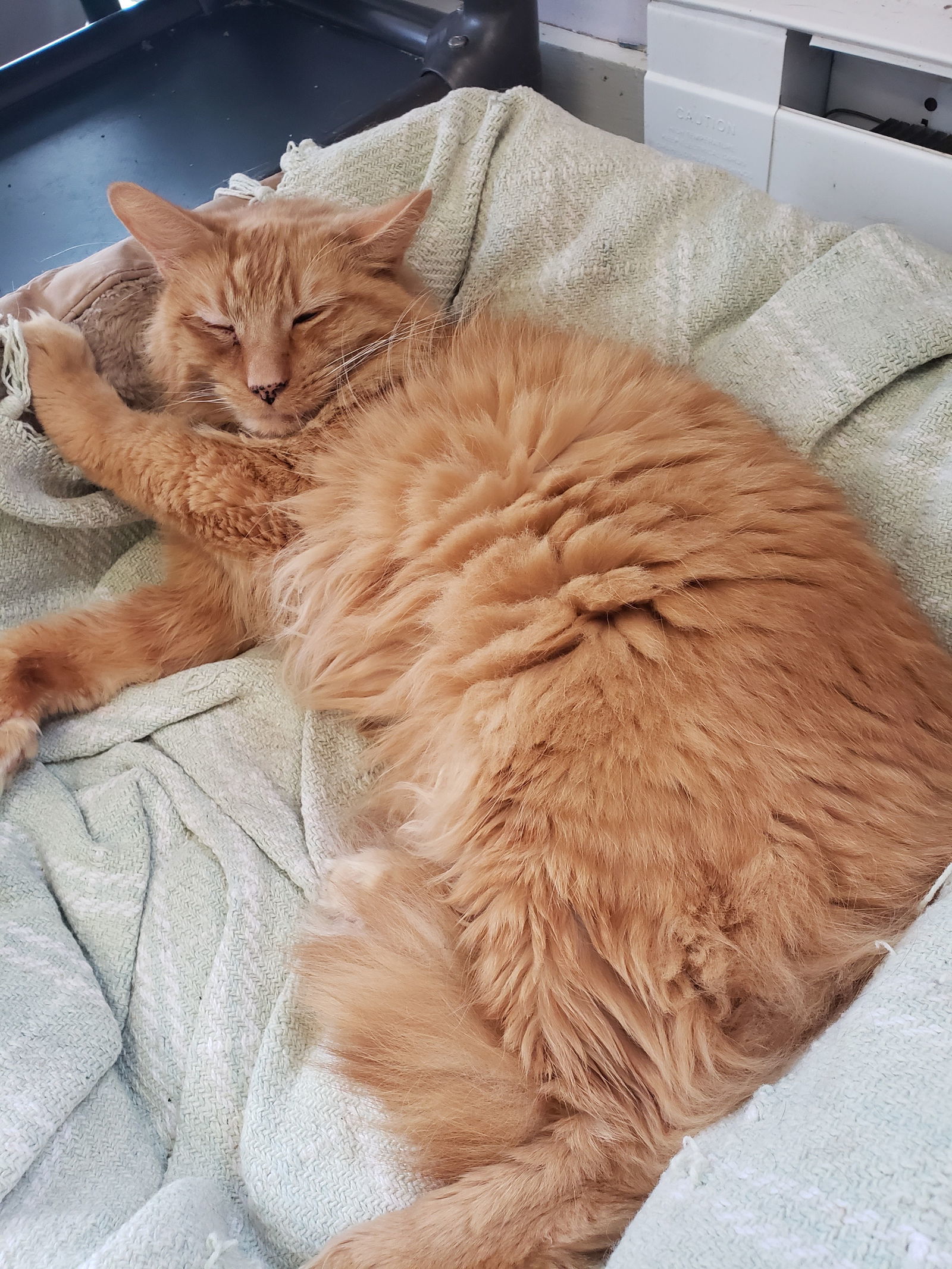 Walt, an adoptable Domestic Long Hair in Cuyahoga Falls, OH, 44222 | Photo Image 2