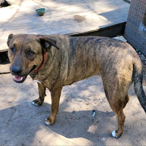 Shelby, an adoptable Plott Hound in Spring, TX, 77388 | Photo Image 2