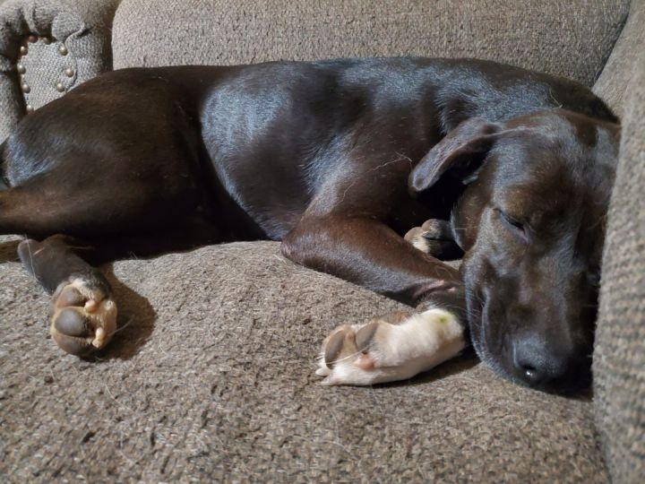 Sadie, an adoptable Black Labrador Retriever & Pit Bull Terrier Mix in Oklahoma City, OK_image-2