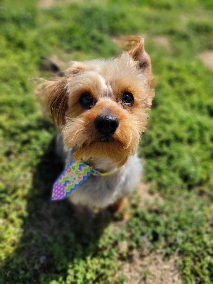Beetlejuice , an adoptable Yorkshire Terrier in Oklahoma City, OK_image-1