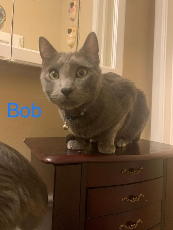 Bob & Basil, an adoptable Domestic Short Hair in Oklahoma City, OK_image-3