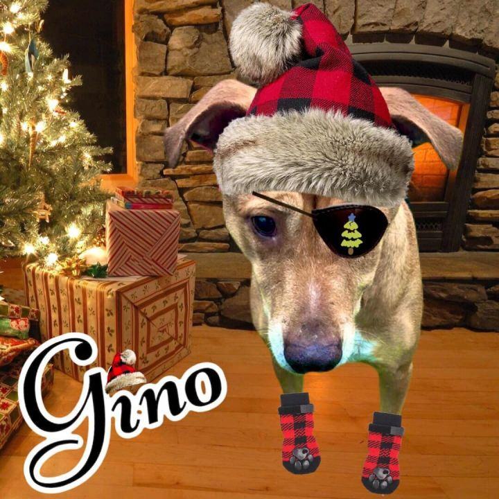 Gino