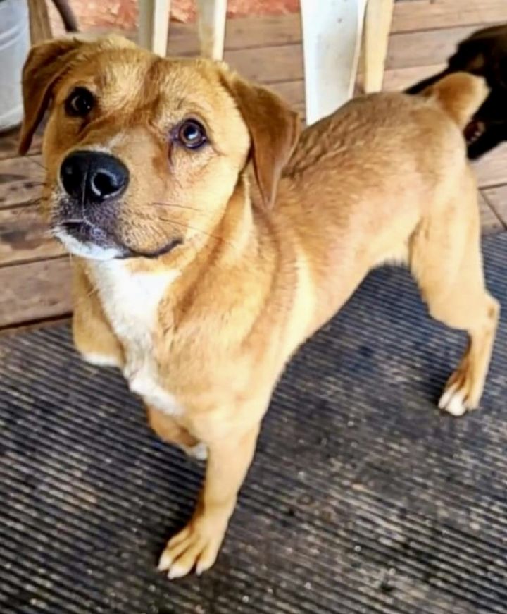 Ferguson, an adoptable Labrador Retriever Mix in Enfield, CT_image-1