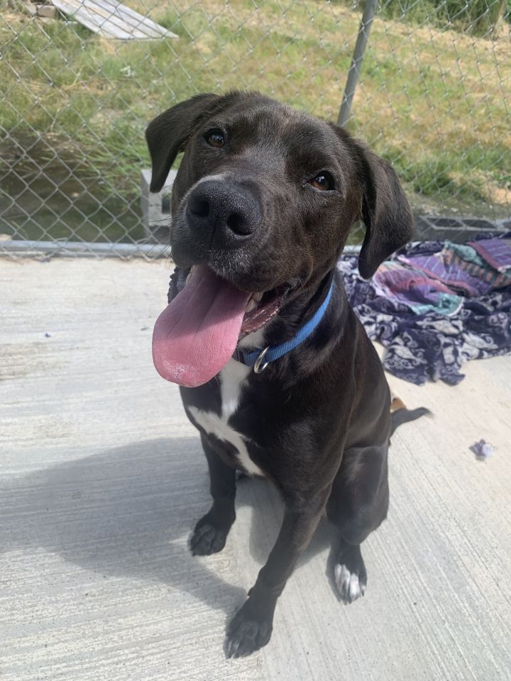 Dog for adoption - Bluey, a Labrador Retriever & Pit Bull Terrier Mix ...