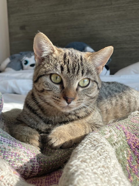 Basil, an adoptable Domestic Short Hair in Pittsboro, NC, 27312 | Photo Image 1