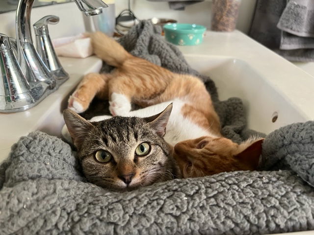 Basil, an adoptable Domestic Short Hair in Pittsboro, NC, 27312 | Photo Image 2