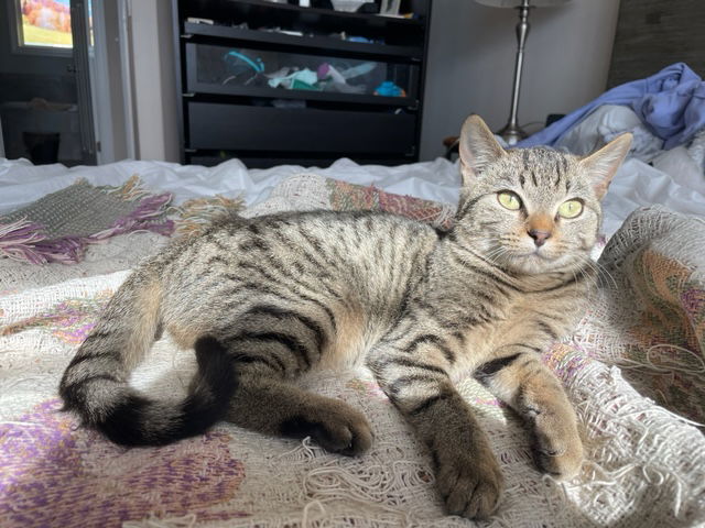 Basil, an adoptable Domestic Short Hair in Pittsboro, NC, 27312 | Photo Image 3