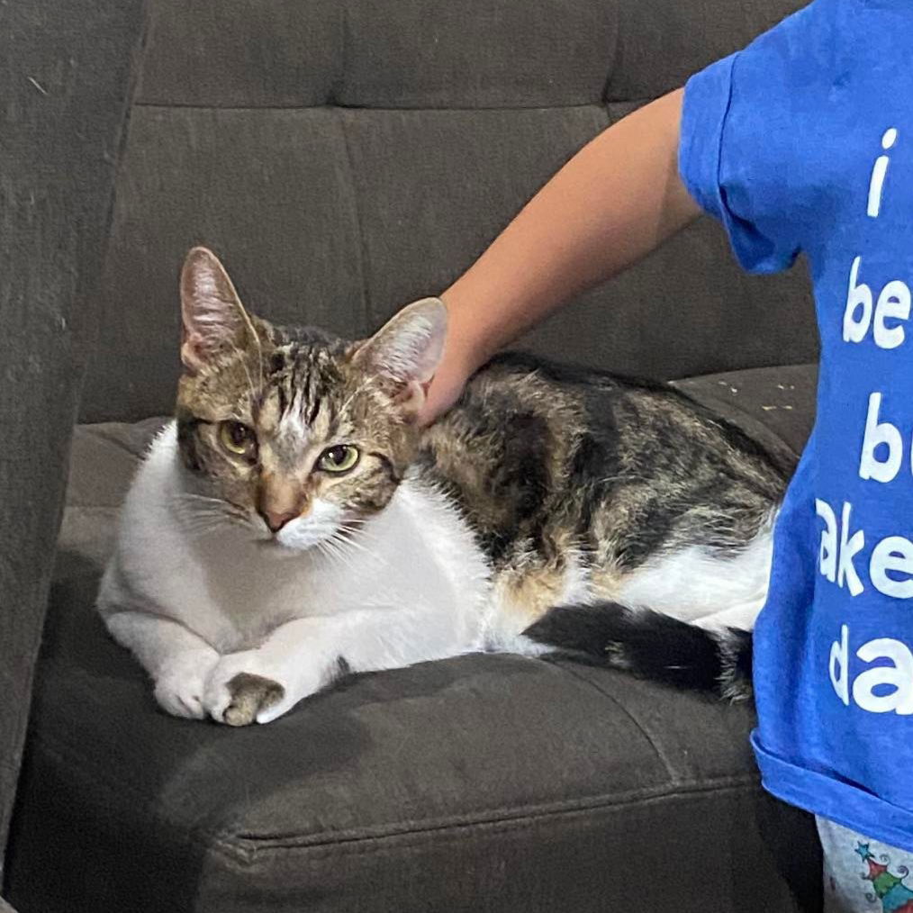 Sam (Christina), an adoptable Domestic Short Hair in Vallejo, CA, 94591 | Photo Image 1