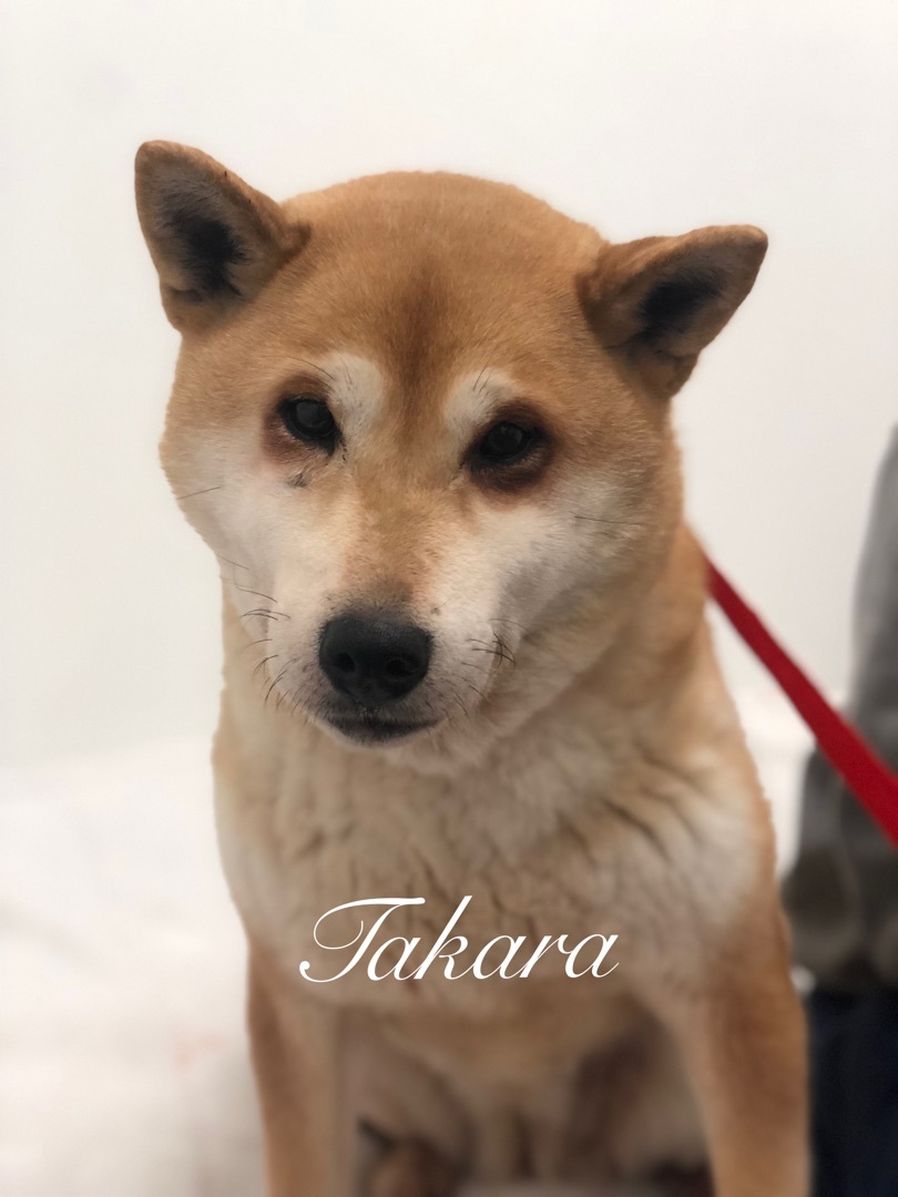 Takara, an adoptable Shiba Inu in Jacksonville, IL, 62650 | Photo Image 1
