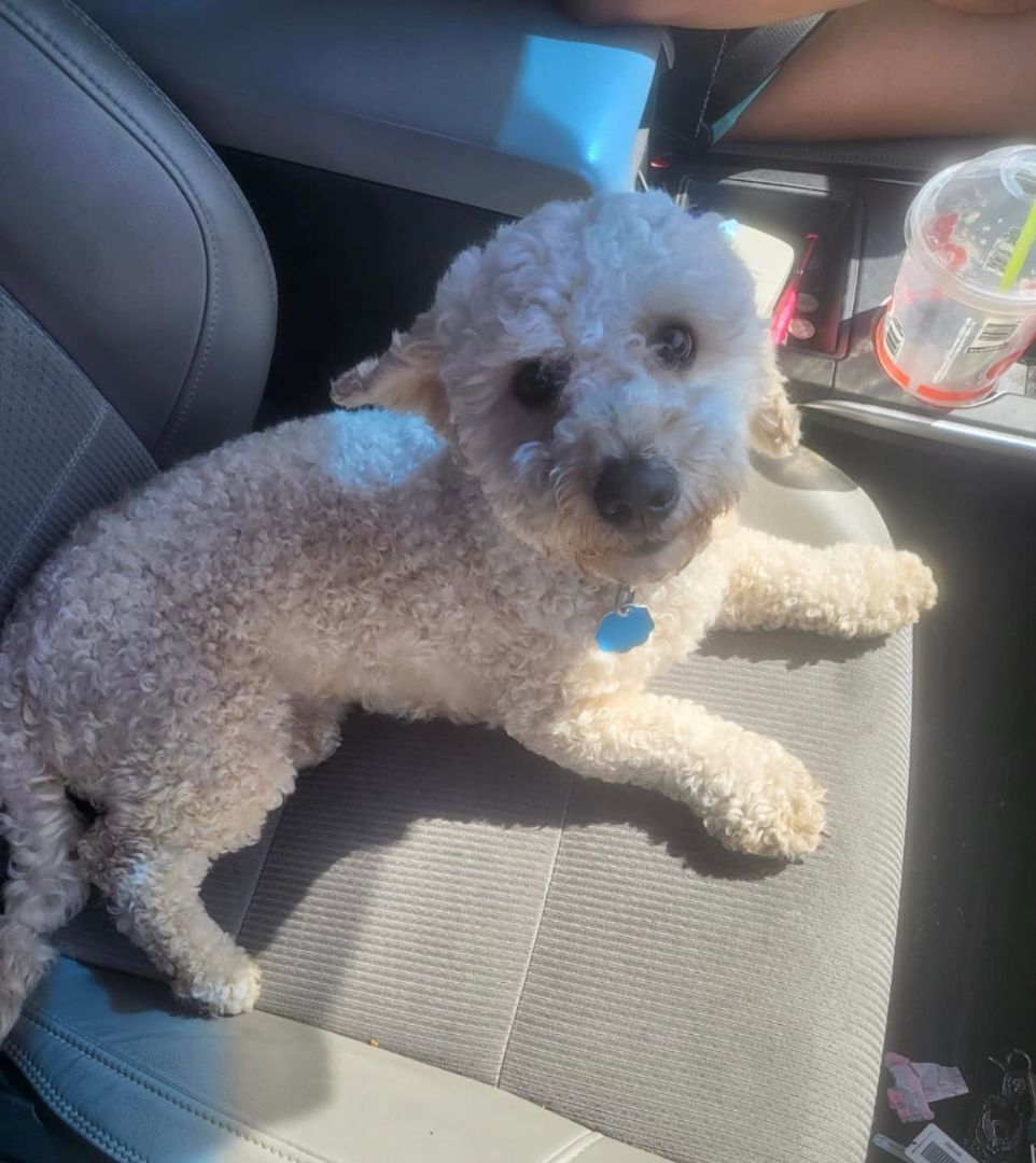 Bubbas, an adoptable Poodle, Bichon Frise in Las Vegas, NV, 89117 | Photo Image 6