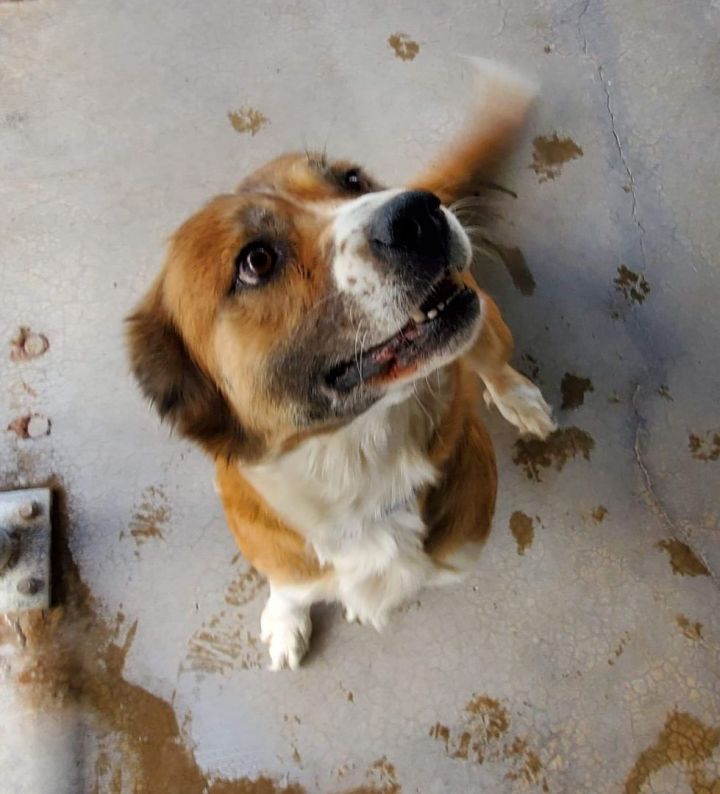 chow chow border collie mix