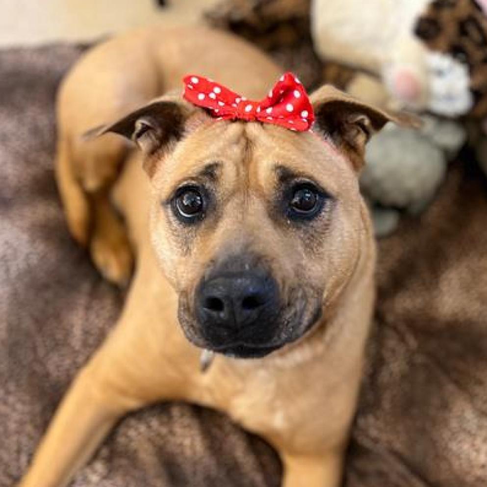 Luz, an adoptable Pit Bull Terrier in Kanab, UT, 84741 | Photo Image 1