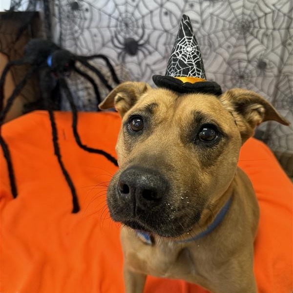 Luz, an adoptable Pit Bull Terrier in Kanab, UT, 84741 | Photo Image 1